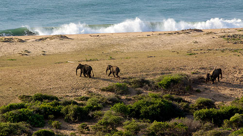 Elephants on Beach